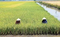 DN kêu điều kiện xuất khẩu gạo vô lý