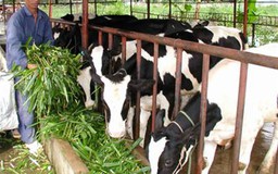 Ngành Chăn nuôi kêu tiêu chuẩn của Bộ TNMT