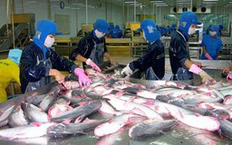 Xuất khẩu cá tra phải nộp phí thẩm định