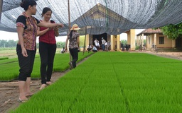 Tiêu thụ nông sản: Ai chịu trách nhiệm?