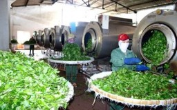 Điều tra lô hàng trà xuất khẩu bị cảnh báo