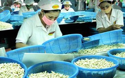 Gỡ vướng thủ tục kiểm dịch hạt điều