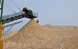 Không bắt buộc kiểm dịch dăm gỗ xuất khẩu