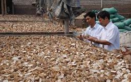Bộ Tài chính thông tin về thuế xuất khẩu mặt hàng sắn lát
