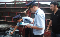 Truy thu hàng chục tỷ đồng: DN kêu cứu, Hải quan lên tiếng