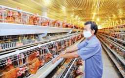 Chăn nuôi đứng trước “sóng lớn” 
