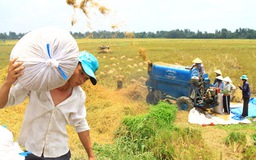 Lúng túng thực thi quy hoạch cà phê, lúa gạo...