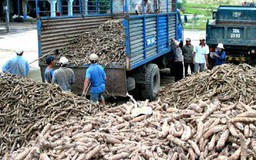 Sắn xuất khẩu bất ngờ bứt phá