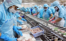 Tin buồn từ Mỹ với cá tra