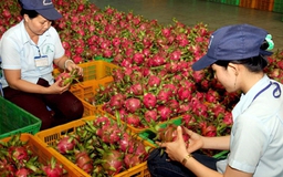 Nông sản Việt trong TPP: Thử xem xét từng nước đối thủ 