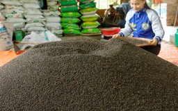 Sàn giao dịch hồ tiêu: Tham vọng lớn, thách thức lớn