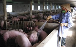 Chăn nuôi bằng chất cấm có thể bị phạt 100 triệu đồng
