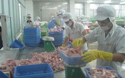 Nghị định cá tra khó sửa vì đạo luật của Mỹ?