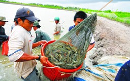 Ngành tôm kêu ‘đòn chí mạng’ về thuế