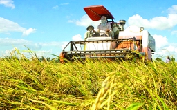 Bãi bỏ quy hoạch thương nhân, sửa Nghị định 109 về xuất khẩu gạo