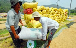 'Xin XK gạo mất 20.000 USD': Bộ Công Thương vào cuộc