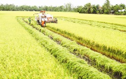Không nên dùng 'giấy phép con' để chống hỗn loạn thị trường gạo