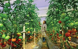 Đầu tư nông nghiệp: Một dự án “gánh” 40 thủ tục