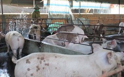 Nước thải chăn nuôi phải sạch như… nước mưa?