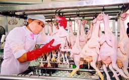 Nơi giết mổ gia súc phải xa chợ, xa trại chăn nuôi: Vô lý?