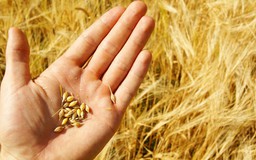 Cấm nhập lúa mì lẫn hạt cỏ: Ý kiến trái chiều
