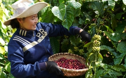 Nestlé Việt Nam ký cam kết thúc đẩy trao quyền cho phụ nữ