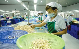 Xuất khẩu điều 2019 sẽ vẫn ‘sóng gió’?