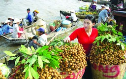 Nông sản sang Trung Quốc: Cửa vẫn rộng nếu không 'chộp giật'