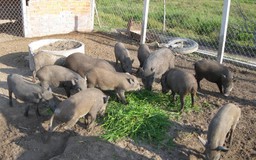 Không được nuôi thỏ, lợn.. bằng cà rốt, bèo tây, bẹ chuối?