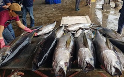 5.000 tấn cá nằm chờ 'xuất cảnh' vì một thông tư 