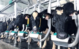 Nỗ lực phát triển ngành chăn nuôi bò sữa công nghệ cao