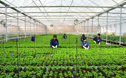 Tiếp tục rà soát các điều kiện kinh doanh ngành nông nghiệp