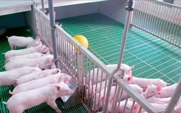 Chỉ được nuôi tối đa 1.020 con lợn trên mỗi km2?