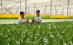 Phương án sắp xếp doanh nghiệp thuộc UBND tỉnh Vĩnh Phúc