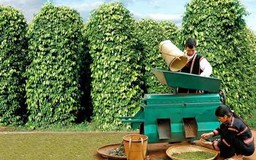 Agribank giảm lãi suất cho vay đối với nông dân trồng hồ tiêu