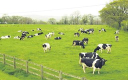 Vinamilk sẽ xuất khẩu sữa vào thị trường đông dân nhất thế giới