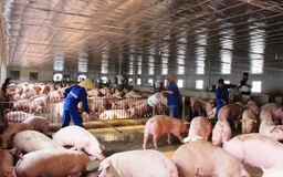 Agribank kiến nghị gỡ “nút thắt” tín dụng đối với chăn nuôi lợn