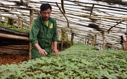 Tiên phong trong bảo tồn, phát triển sâm quý Ngọc Linh