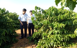 Dòng vốn 'hồi sinh' những vườn cà phê