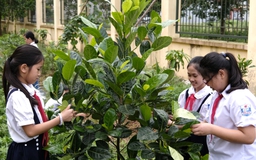 Quỹ 1 triệu cây xanh lan tỏa tình yêu thiên nhiên đến với học sinh