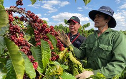 Nescafé Plan 10 năm đồng hành phát triển bền vững cà phê Việt