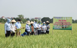 Phát triển mô hình giống lúa mới thích ứng với biến đổi khí hậu