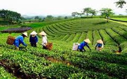 Tiếp tục sắp xếp, đổi mới công ty nông, lâm nghiệp