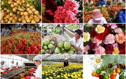 Tìm cách tiêu thụ 4 nhóm nông sản chủ lực
