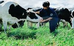 Thực phẩm hữu cơ: Khởi nguồn xu hướng 'sống xanh'