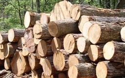 Gỡ vướng cho doanh nghiệp xuất khẩu gỗ