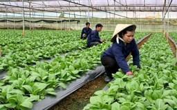 NHNN bắt tay triển khai gói tín dụng nông nghiệp công nghệ cao