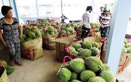 Kiểm dịch thực vật hàng tạm nhập tái xuất, nên giữ hay bỏ?