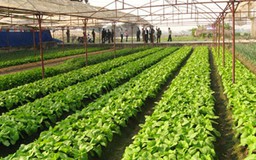 Phú Yên hỗ trợ Công ty An Việt Nông phát triển nông nghiệp sạch