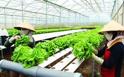 DNNVV có thể được hỗ trợ cấp bảo lãnh tín dụng để vay vốn